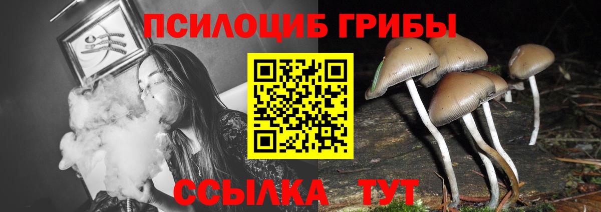 Дзержинск  Псилоцибиновые грибы Psilocybe  Вход с VPN 